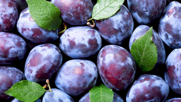 Plum Export from Uzbekistan Decreased to 25.9 million USD in 2024