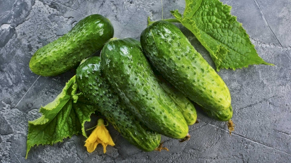 1.8 thousand tons of cucumbers exported in 3 months