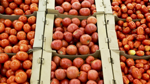 Uzbekistan exports 5.9K tonnes of tomatoes in 3 months