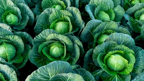 In the first eight months, 162 thousand tons of cabbage were exported