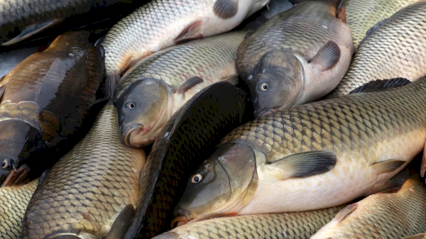 The largest amount of fish was caught in Khorezm region