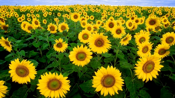 The ban on the export of sunflower seeds has been lifted