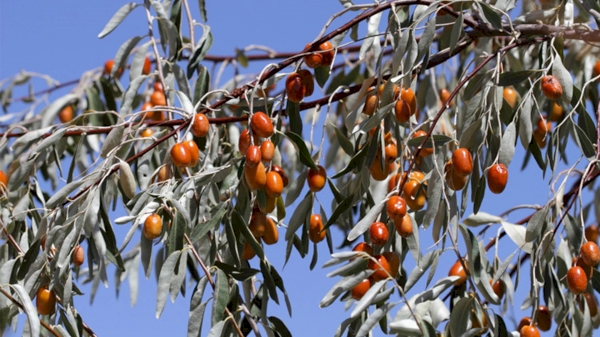 Jujube exports: 68.8% growth, Turkey is the main buyer