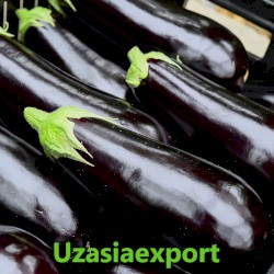 Aubergine