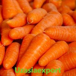 Carrot